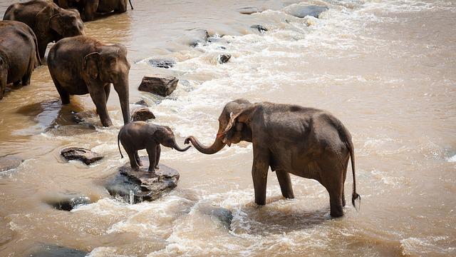 Eine Elefantenfamilie im Wasser